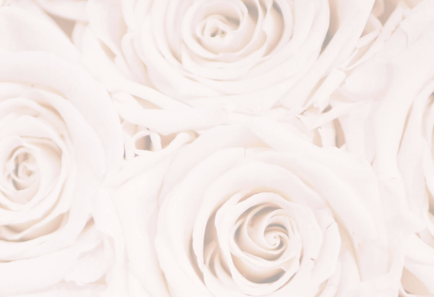 Photo of White Roses Background